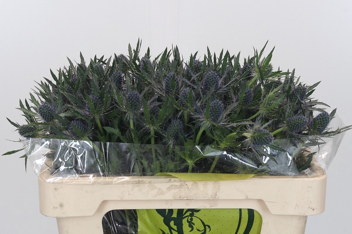 <h4>Eryngium Magical Blue Lagoon</h4>