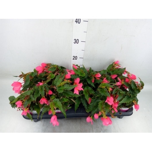 Begonia boliv. 'Dreams Hot Pink'
