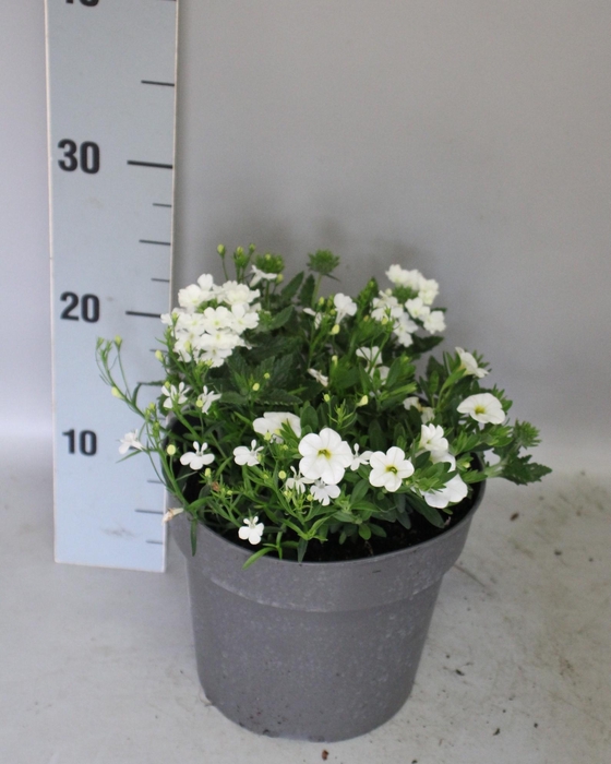 <h4>Perkplanten 19 cm Mix 03 Witte mix</h4>