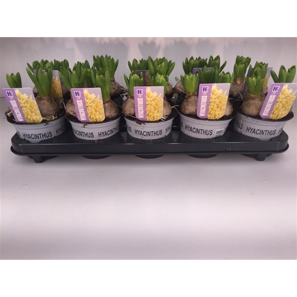 <h4>Hyacinthus Yellow Stone</h4>