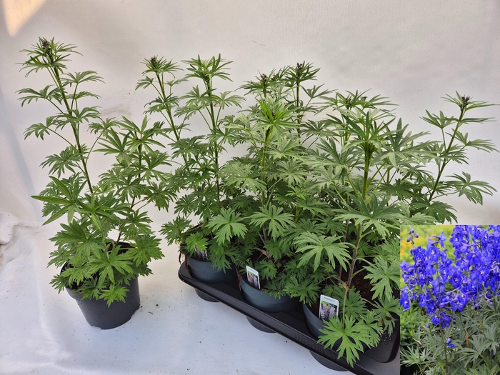 <h4>DELP B ATLANTIS</h4>