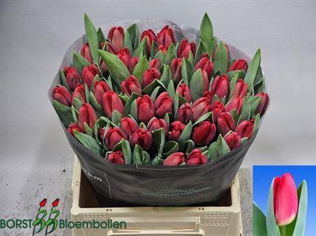 <h4>Tu En Antarctic Fire</h4>