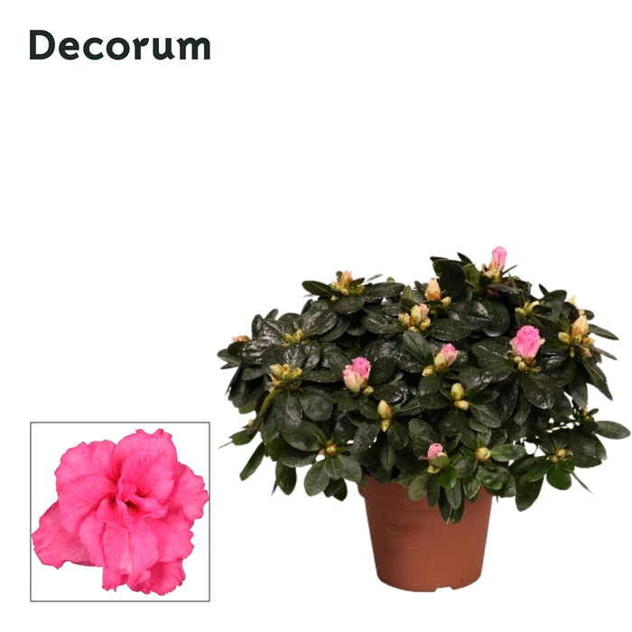 <h4>Azalea Rosa P14</h4>