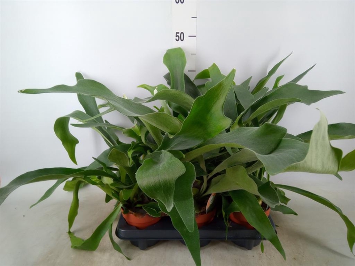 <h4>Platycerium bifurc.</h4>