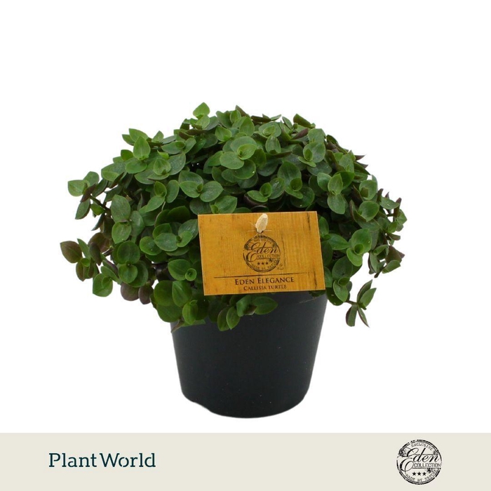 <h4>Callisia Turtle 12cm</h4>