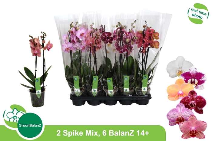 <h4>PHAL GEM 6 KL</h4>