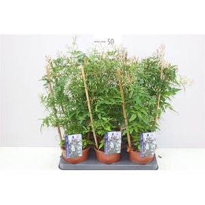 Jasminum Op Rek 250+