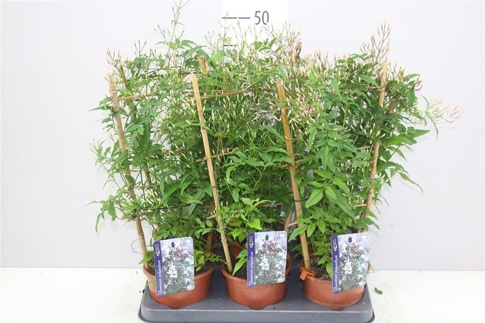 <h4>Jasminum Op Rek 250+</h4>