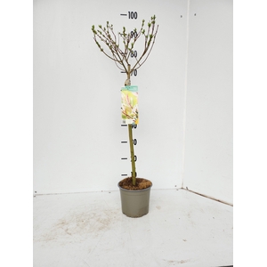 SALIX IN HAKURO NISH