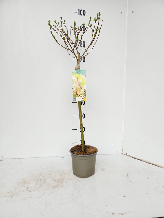 <h4>SALIX IN HAKURO NISH</h4>