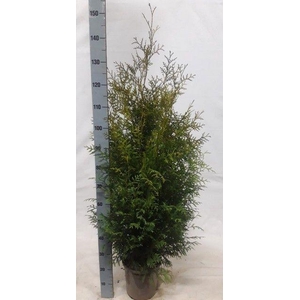 THUJA O BRABANT