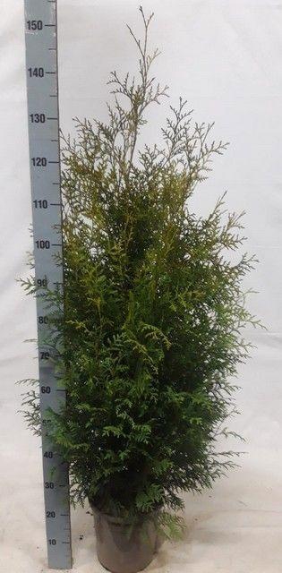 <h4>THUJA O BRABANT</h4>