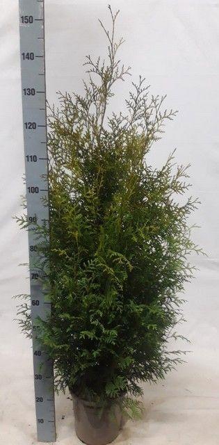 <h4>THUJA O BRABANT</h4>