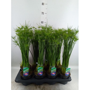 Cyperus haspan