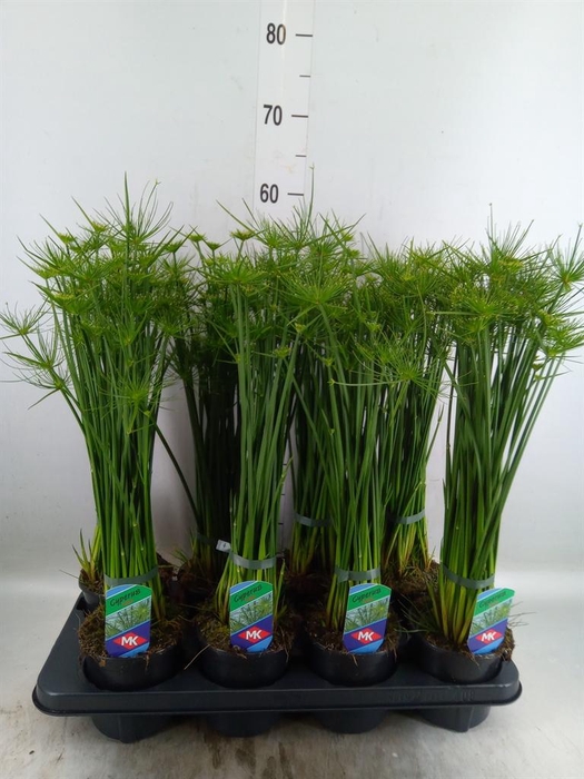 <h4>Cyperus haspan</h4>