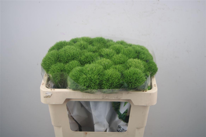 <h4>DIANTHUS BARB. 'KIWI MELLOW'</h4>