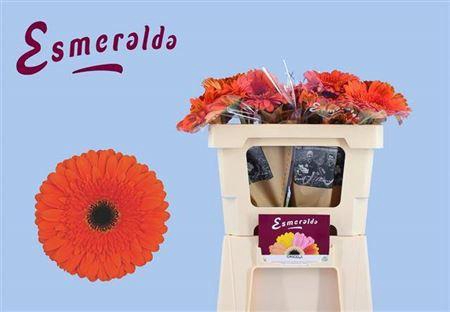 <h4>Ge Gr Candela</h4>