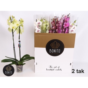 PHAL GEM 8 KL