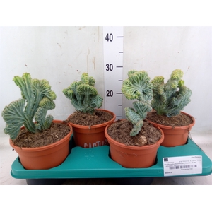 Cactus   ...