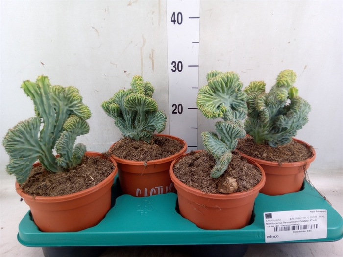 <h4>Cactus   ...</h4>