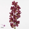 Mini cymbidium 'Rincon' 60 cm