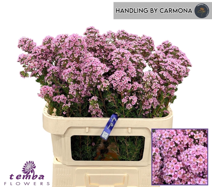 <h4>CHAMELAUCIUM  'PADDYS PINK'</h4>