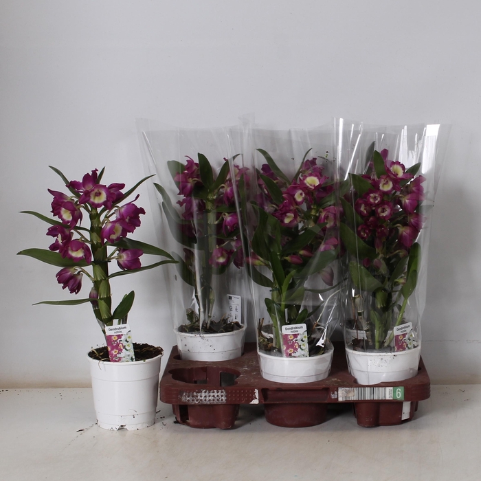 <h4>DEND NOBILE</h4>