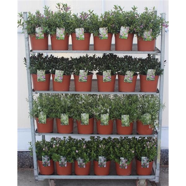 <h4>Hebe Mix C5 Grootbladig</h4>