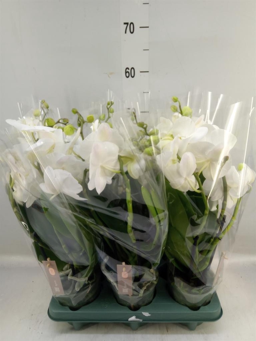 <h4>Phalaenopsis 'Spirit White'</h4>