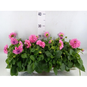 Dahlia  'Dahlietta Emily'