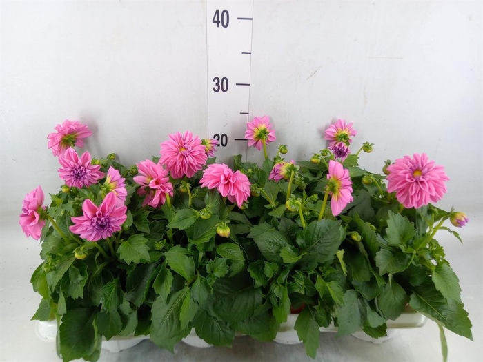 <h4>Dahlia  'Dahlietta Emily'</h4>