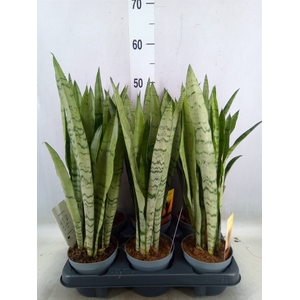 Sansevieria trifa.   ...