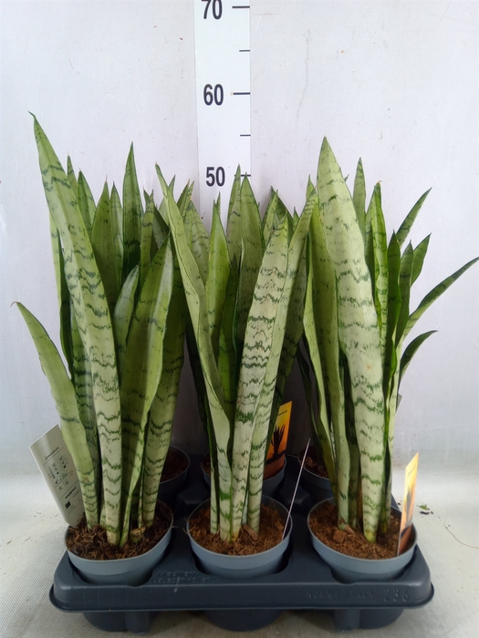 <h4>Sansevieria trifa.   ...</h4>
