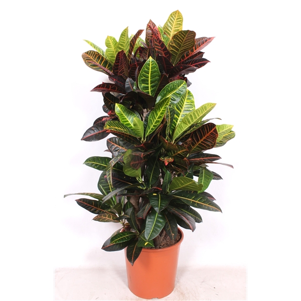 <h4>Codiaeum Petra (Croton Petra)</h4>