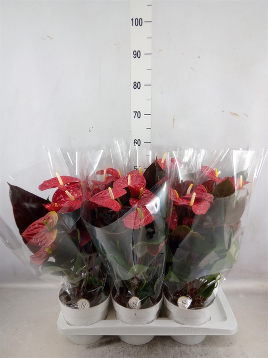 <h4>Anthurium andr. 'Coral Champion'</h4>