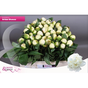 PAEO L BRIDAL SHOWER