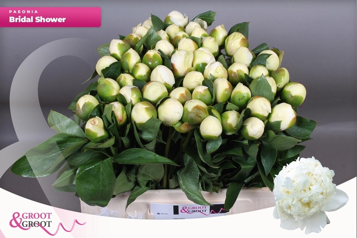 <h4>PAEO L BRIDAL SHOWER</h4>