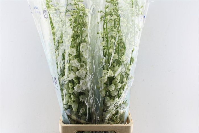 <h4>Delph El Guard White</h4>