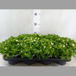 Exacum affine 'White Star'