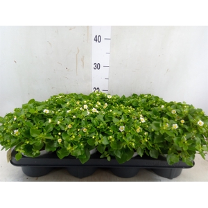 Exacum affine 'White Star'