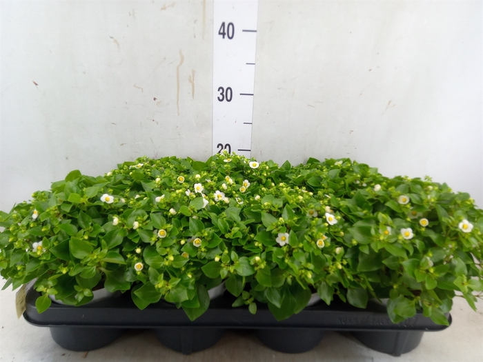 <h4>Exacum affine 'White Star'</h4>