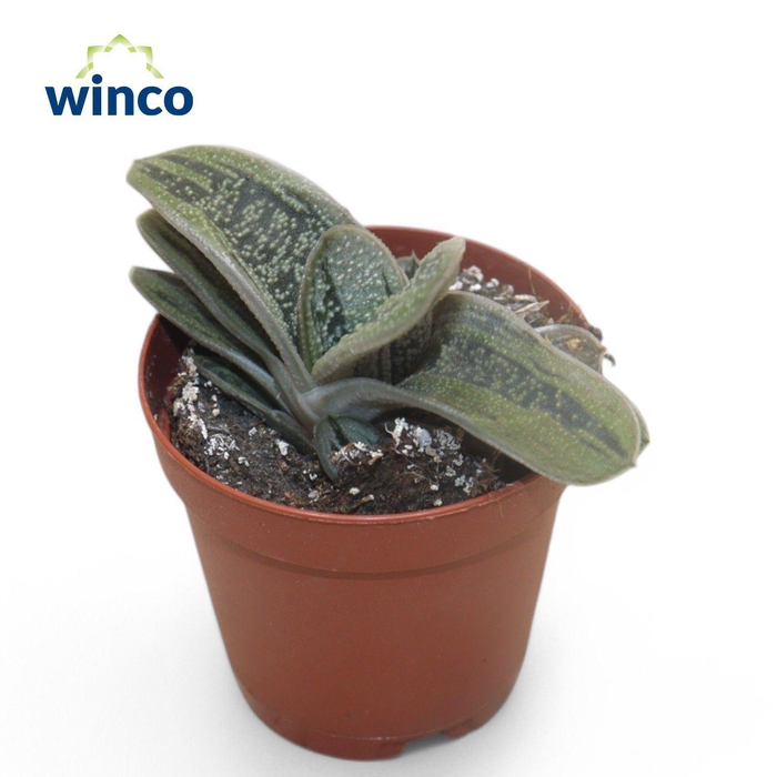 <h4>Gasteria Little Warthii</h4>