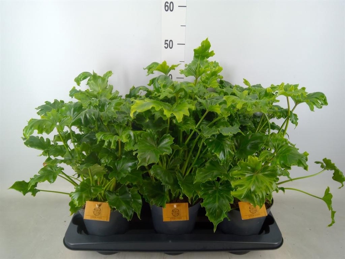 <h4>Philodendron ...</h4>