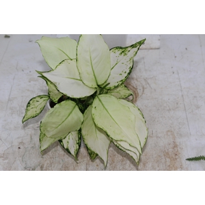 AGLAONEMA WHITE JOY P12