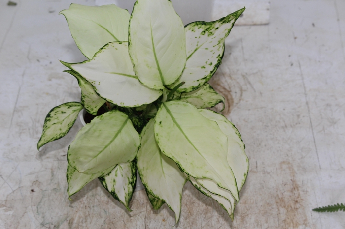 <h4>AGLAONEMA WHITE JOY P12</h4>