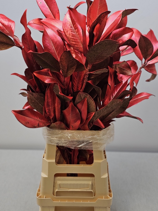 <h4>MAGNOLIA ROOD PB</h4>