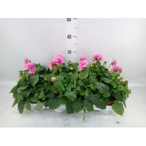 Dahlia  'Dahlietta Emily'