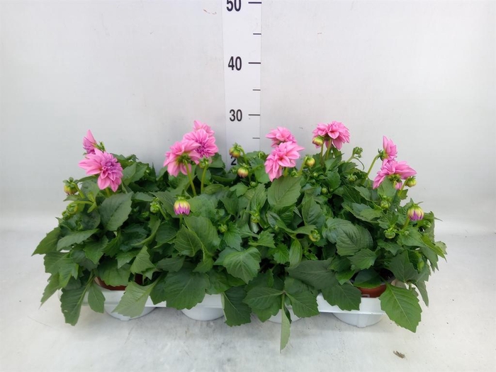 <h4>Dahlia  'Dahlietta Emily'</h4>