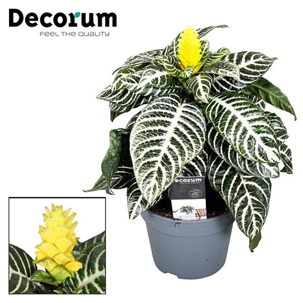 <h4>Aphelandra Squarrosa</h4>