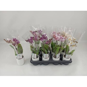 PHAL MINI